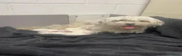 Maltese dogs for sale: 4 Maltese Puppies - Advert 2