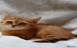 Scottish Fold cats for sale: Ready TICA reg stunning kittens available  - Image 17