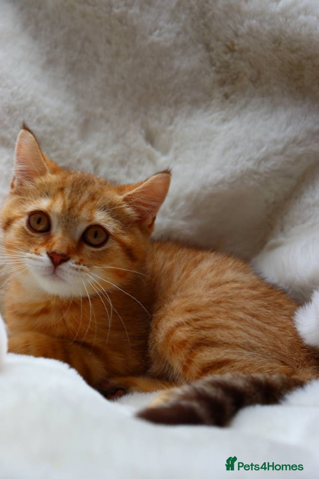 Scottish Fold cats for sale: Ready TICA reg stunning kittens available  - Image 17