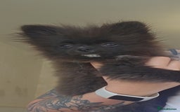 Pomeranian dogs for sale: Pomeranian Girls For Sale  - Image 9