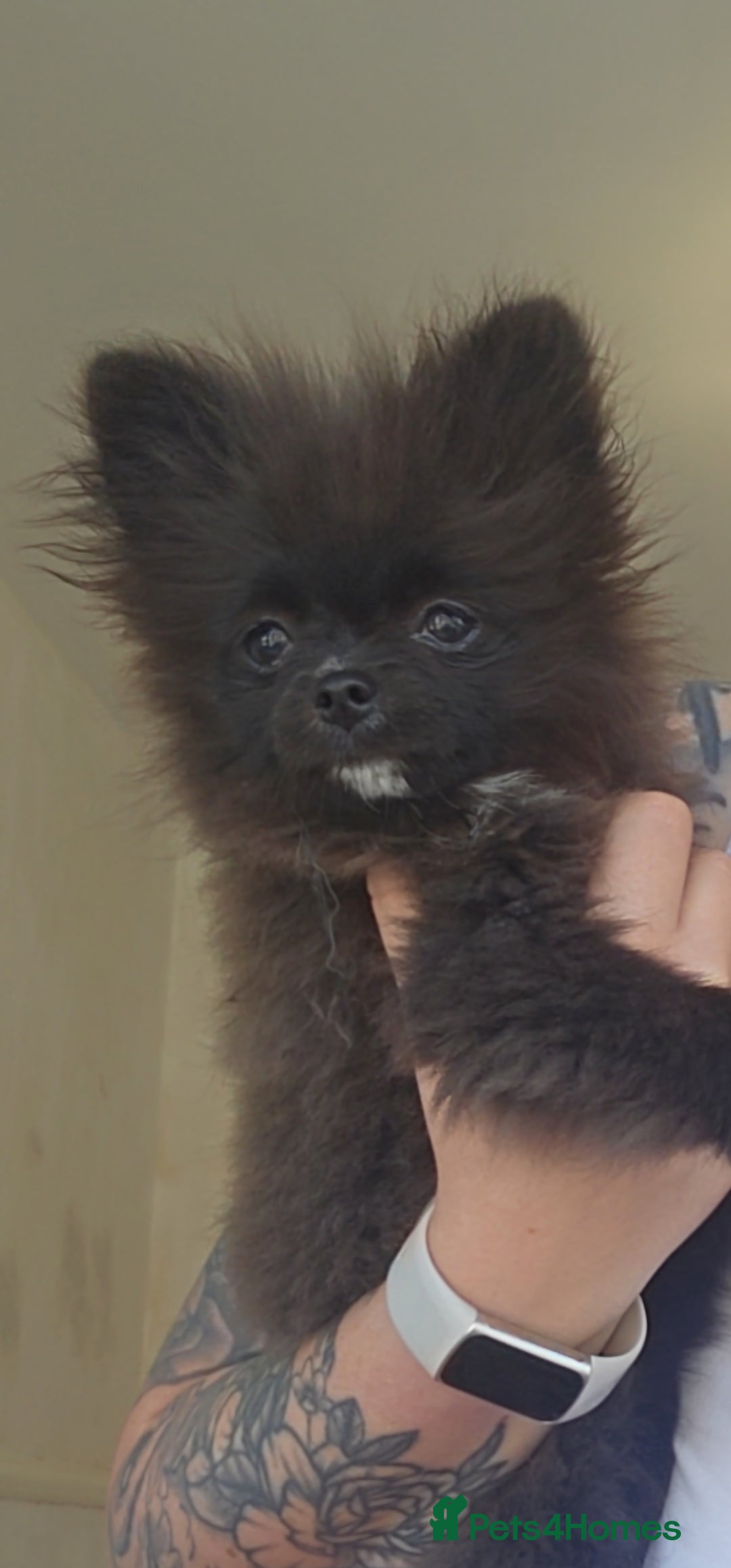 Pomeranian dogs for sale: Pomeranian Girls For Sale  - Image 9