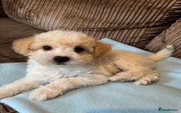 Mixed Breed dogs for sale: ❤️🐶🐾Beautiful Jackapoo & Maltipoo puppies 🐾🐶❤️ - Image 4