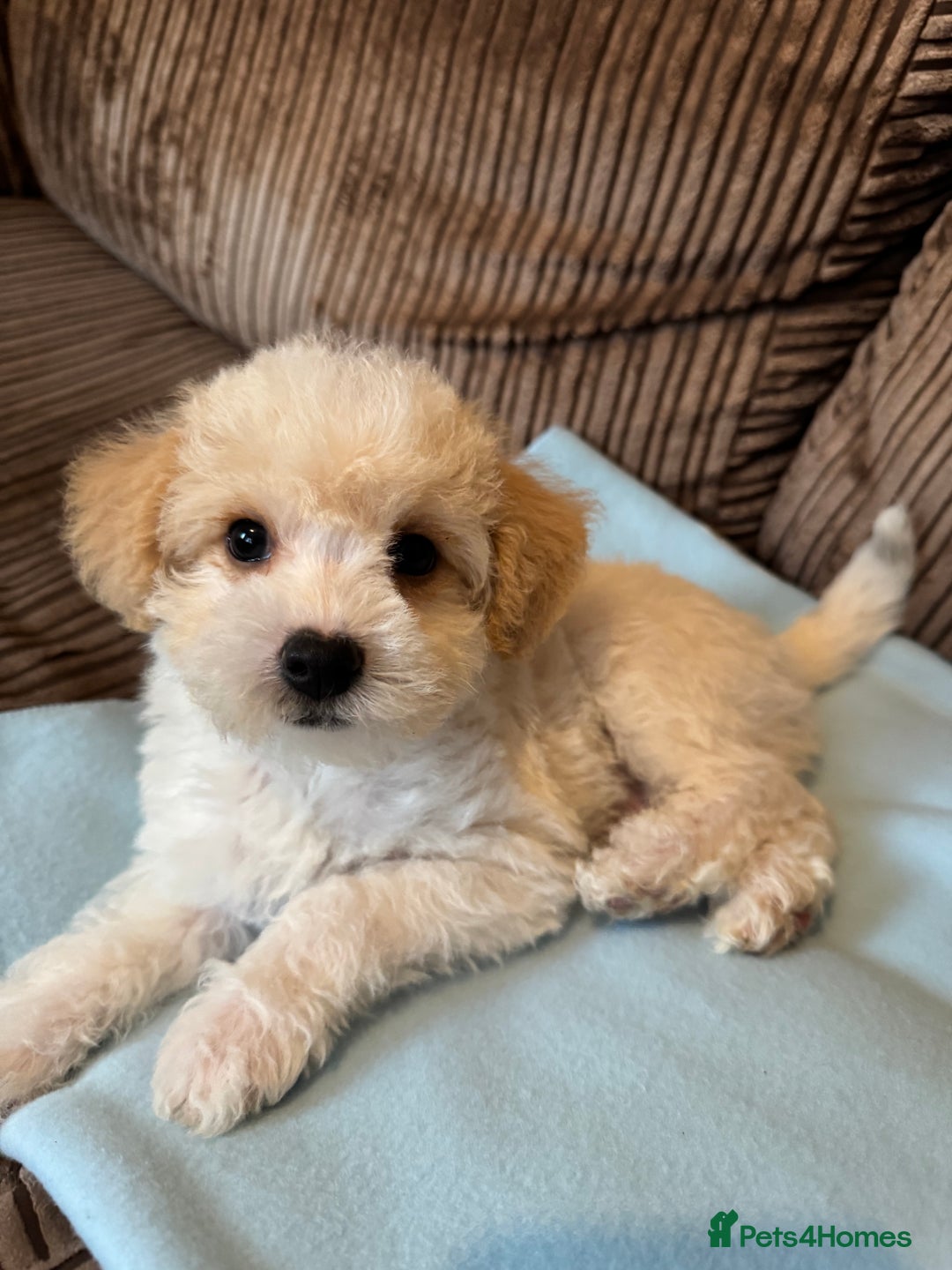 Mixed Breed dogs for sale: ❤️🐶🐾Beautiful Jackapoo & Maltipoo puppies 🐾🐶❤️ - Image 4