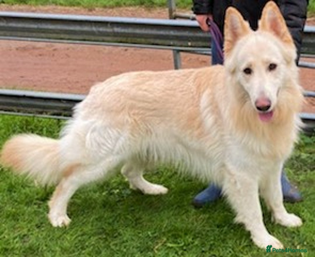 German Shepherd dogs for sale: Ready Now Beautiful Big Long Coated GSD Puppies - Image 21