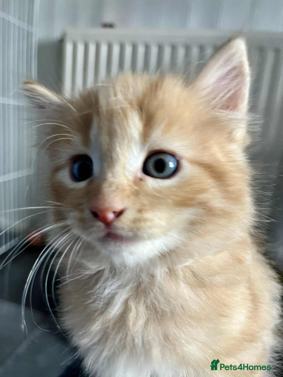 Mixed Breed cats for sale: Beautifull fluffy kittens  - Image 21