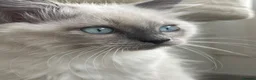Ragdoll cats for sale: Blue Tortie Point Mitted Ragdoll Kittens in Haddington - Advert 9