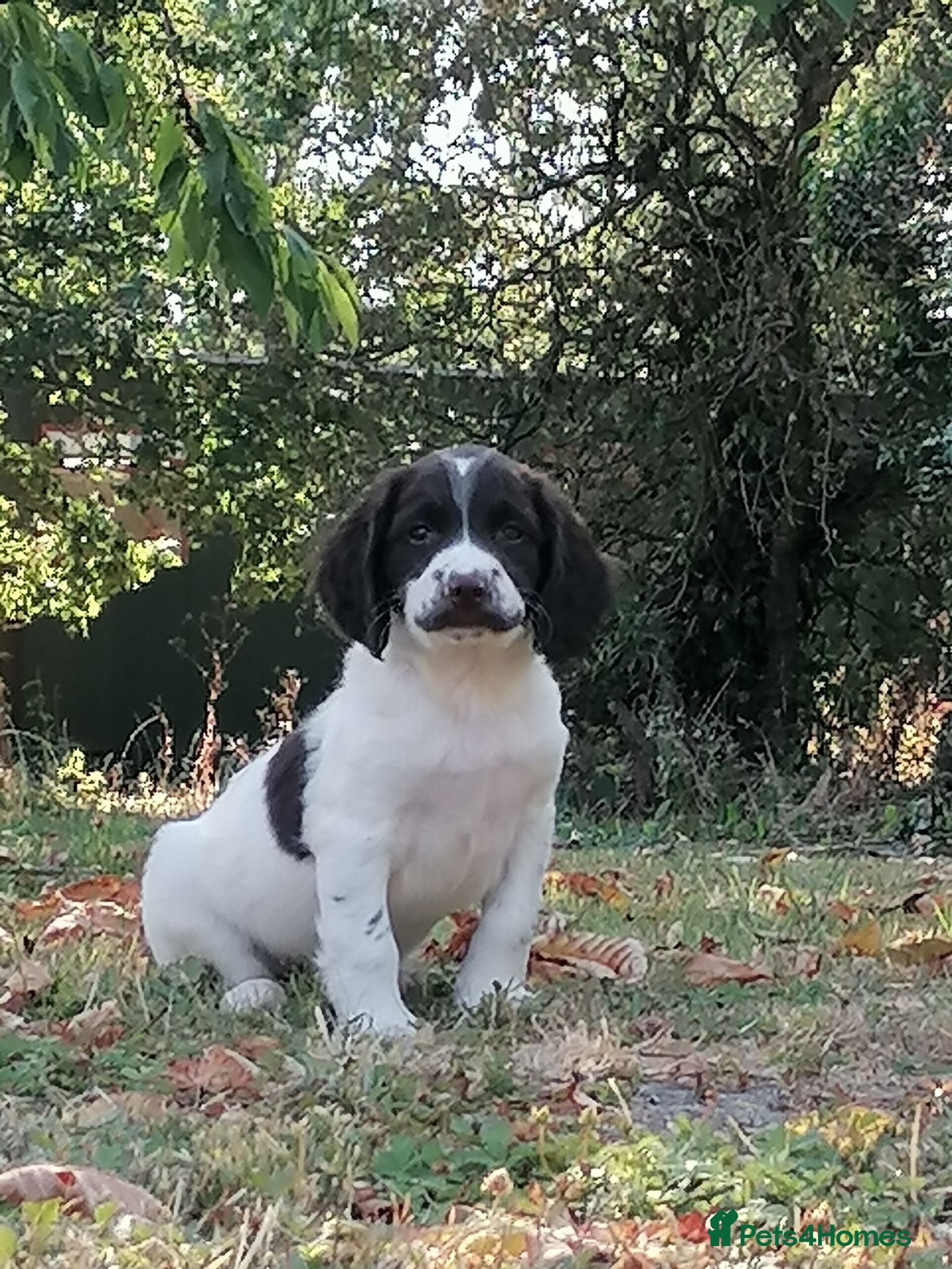 English Springer Spaniel dogs  2 beautiful boys left  - Advert 2