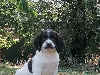 English Springer Spaniel dogs 2 beautiful boys left - Advert 2
