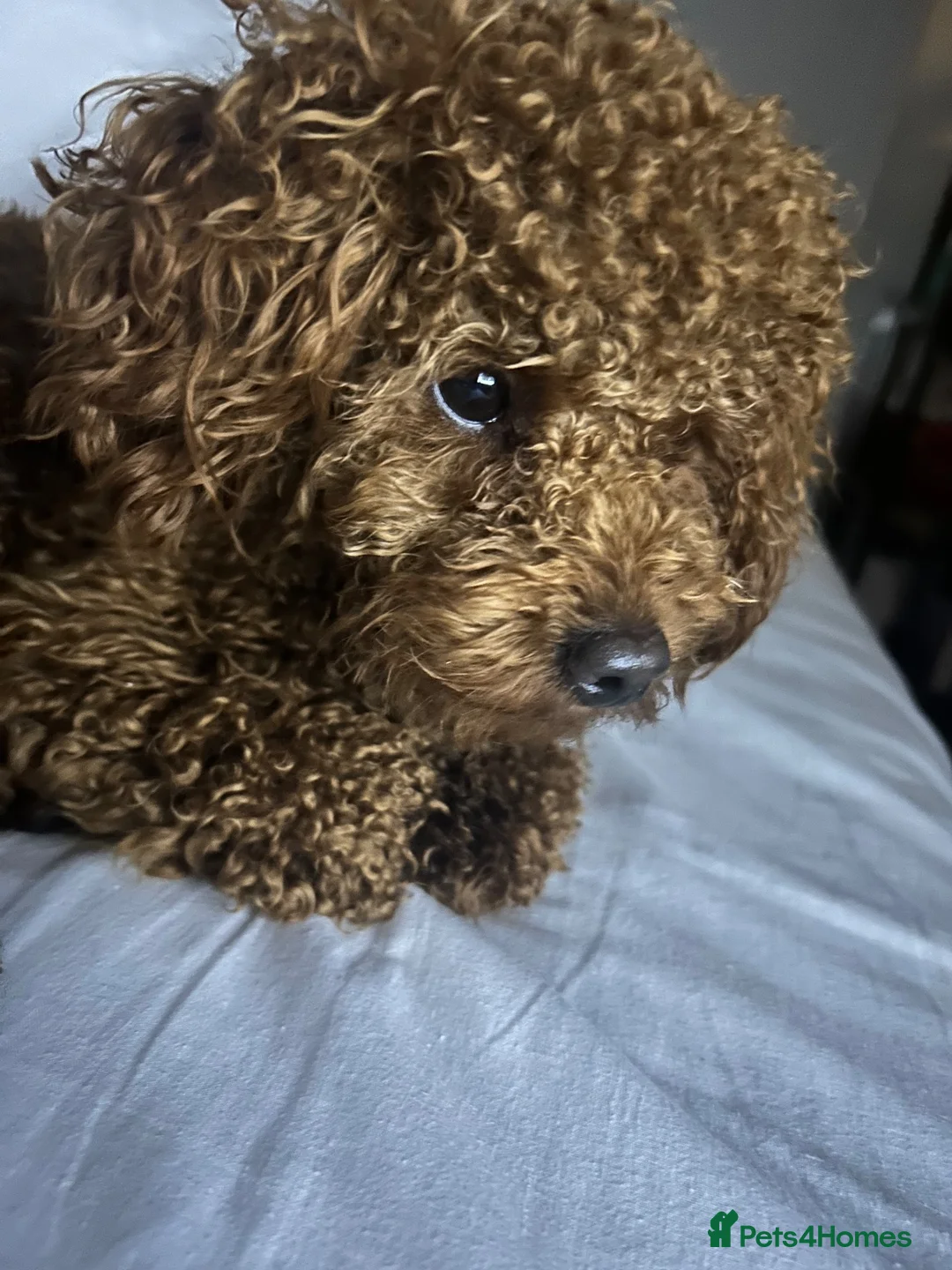Toy Poodle dogs for stud: KC registered,RedToy poodle,for stud only🐾HUGO🐾  - Advert 2