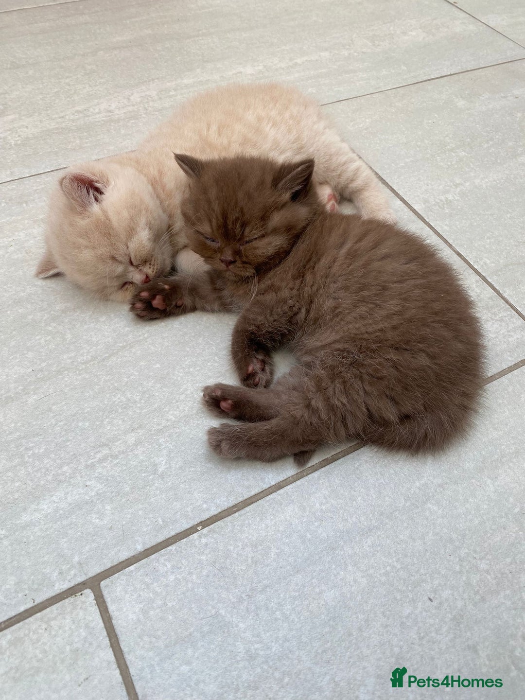 British Shorthair cats for sale: CHUNKY PEDIGREE BSH CHOC/CREAM/FAWN/TORTE KITTENS  in Birmingham - Image 6