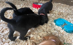 Mixed Breed dogs for sale:  8 Kelpie x labrador Puppies for sale  - Image 4