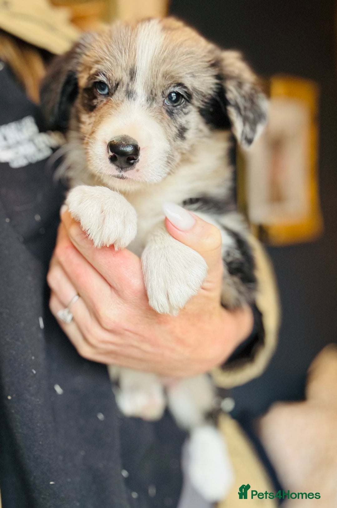 Border Collie dogs for sale: Pure Bred Border Collie Puppies For Sale - Image 24