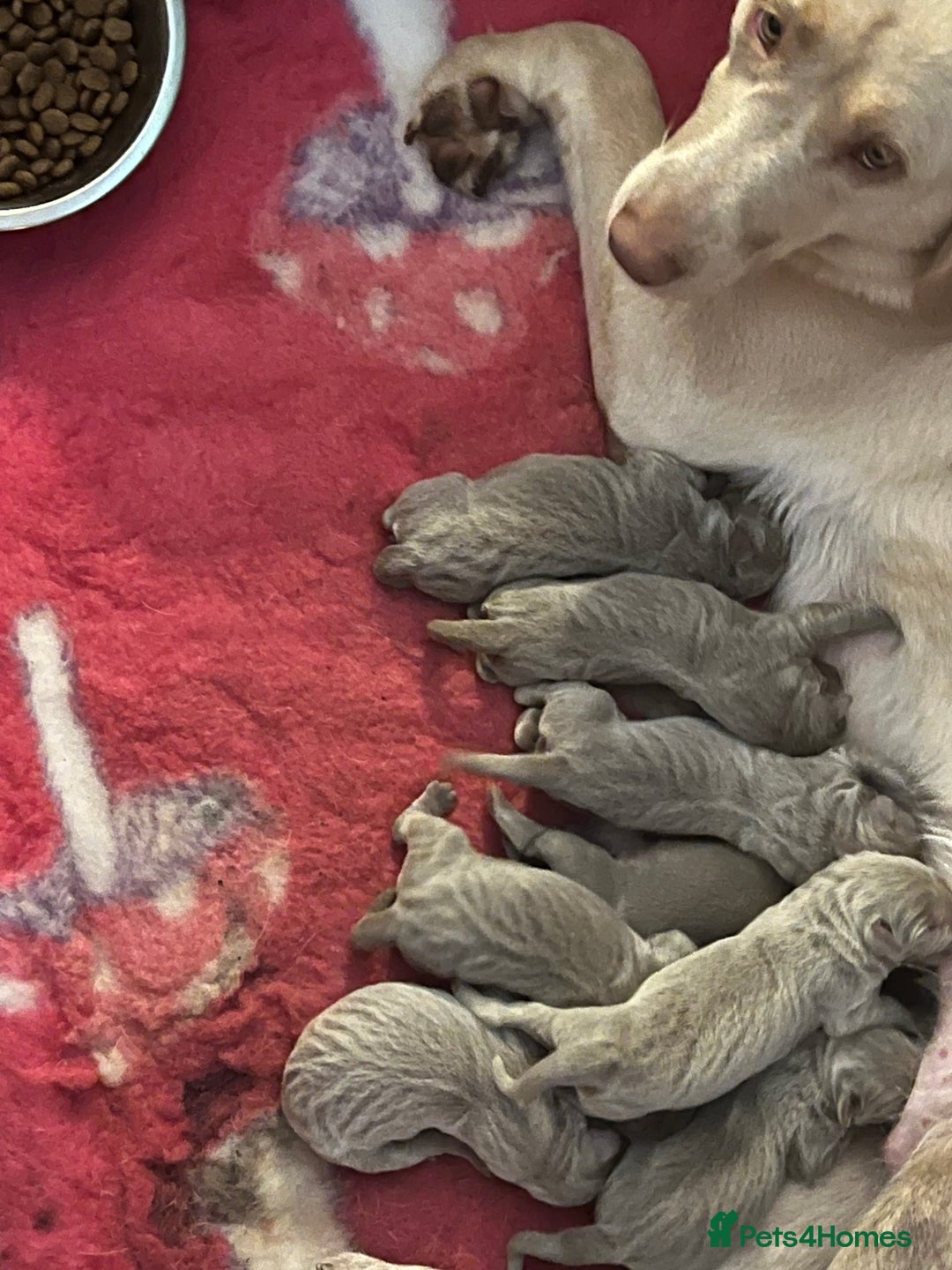 Labrador Retriever dogs for sale: Kc dna clear silver Labrador pups  - Image 1