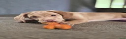 Cockerdor dogs for sale: Cockerdor Girl for rehoming in Nottingham - Advert 3