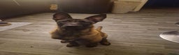 Belgian Shepherd Dog dogs for sale: 100% Belgian Malinois - Advert 1
