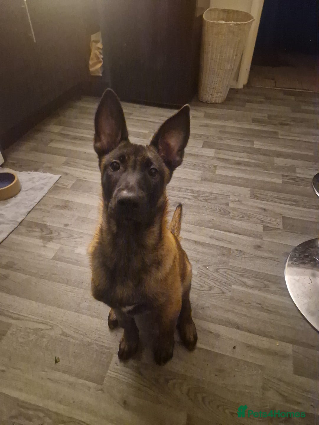 Belgian Shepherd Dog dogs for sale: 100% Belgian Malinois - Advert 1