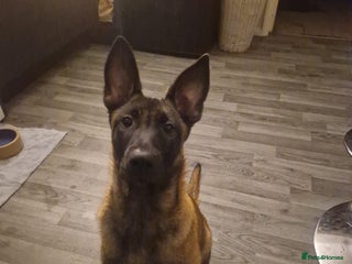 Belgian Shepherd Dog dogs 100% Belgian Malinois - Advert 2