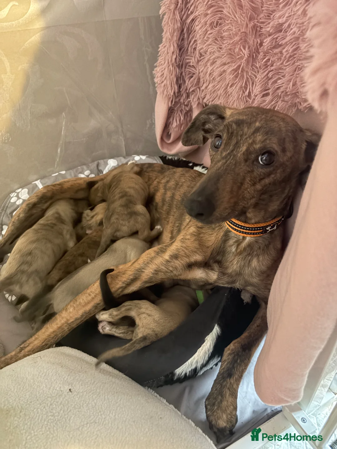 Whippet dogs for sale: 3 girl wippet pups  in Newcastle - Advert 1