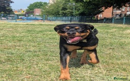 Rottweiler dogs for sale: Teenage Rottweiler - Image 3