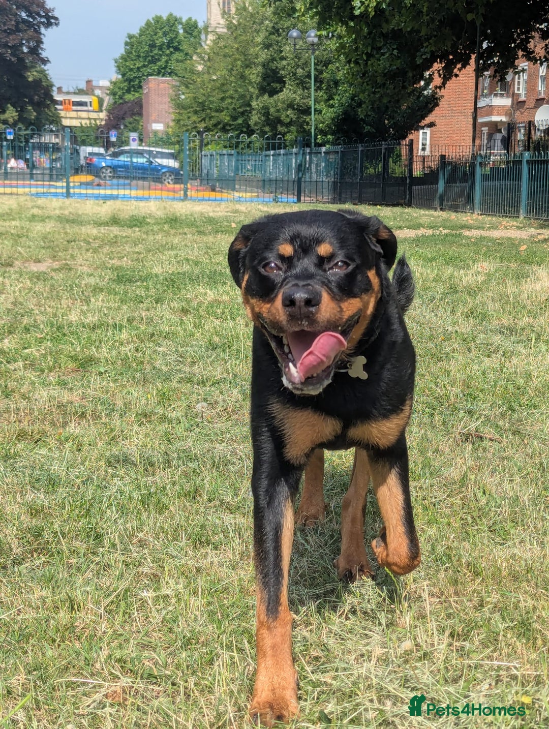 Rottweiler dogs for sale: Teenage Rottweiler - Image 3