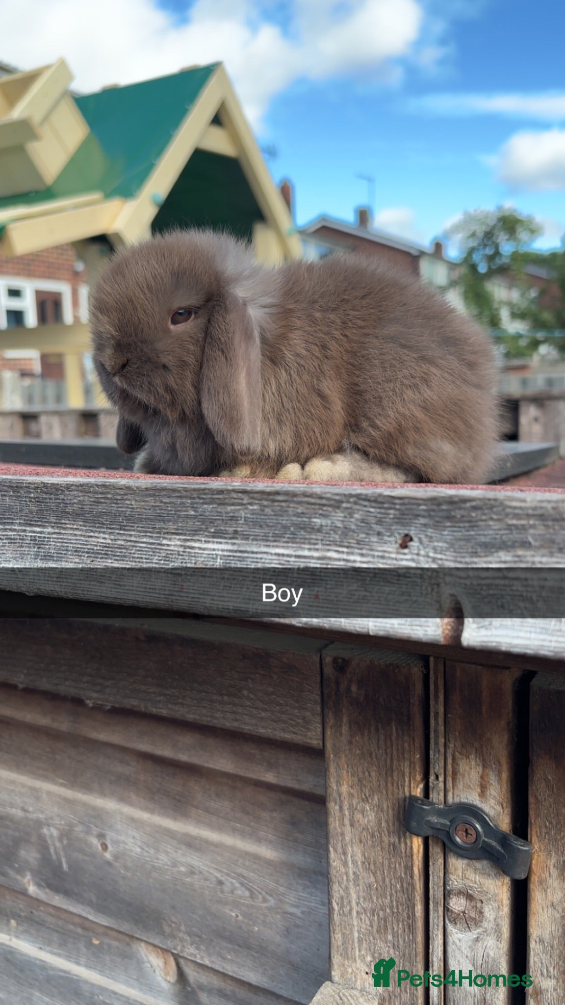 Mini Lop rabbits Mini Lop rabbits Ready to leave  - Advert 2