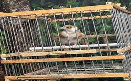 Finches birds for sale: Goldfinch for sale  - Image 20