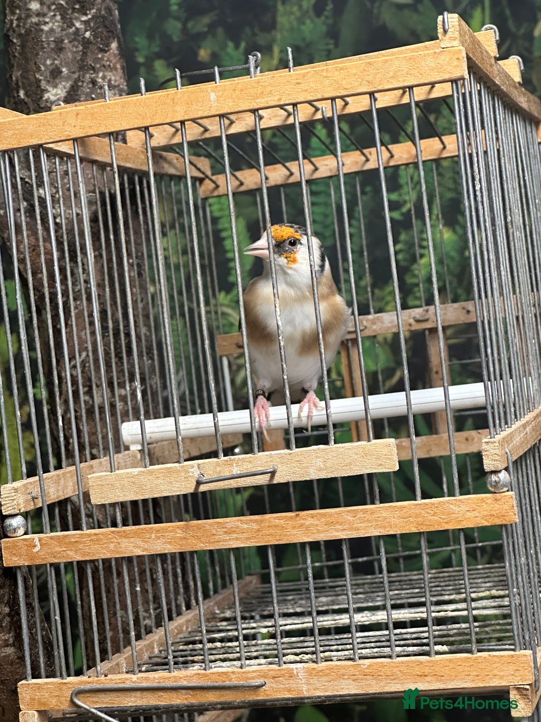 Finches birds for sale: Goldfinch for sale  - Image 20