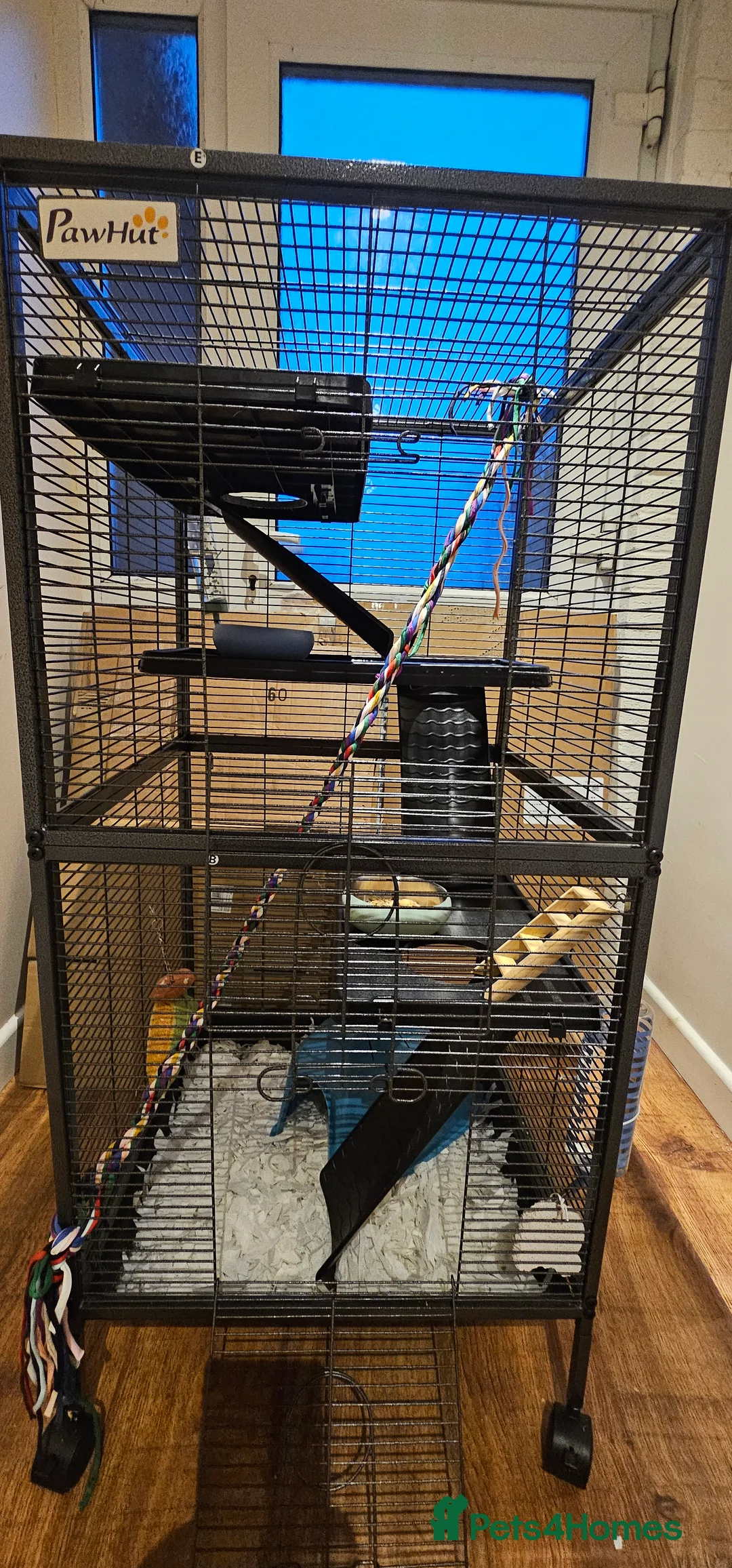 Rat rodents for sale: 3 male rats for re-homing - Advert 7