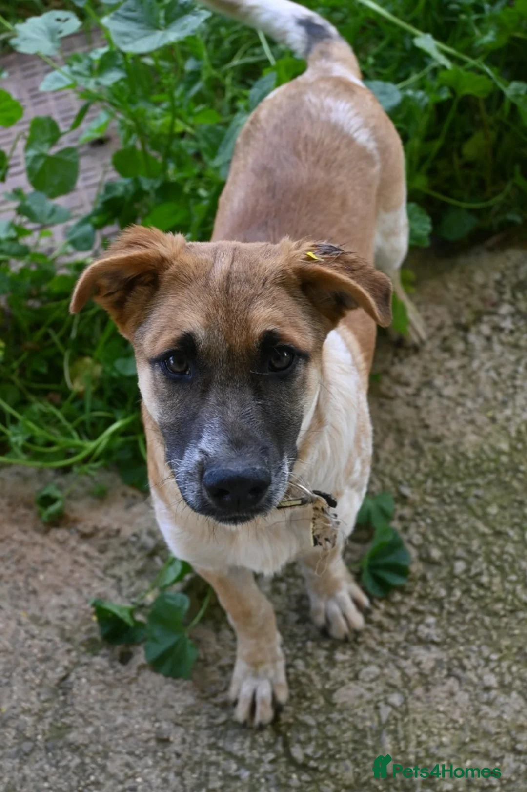 Mixed Breed dogs for adoption: Adorable Atlas 6 month old - Advert 2