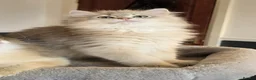 British Longhair cats for sale: Gorgeous British Longhair, last boy Ay11–TICA Reg. - Advert 1
