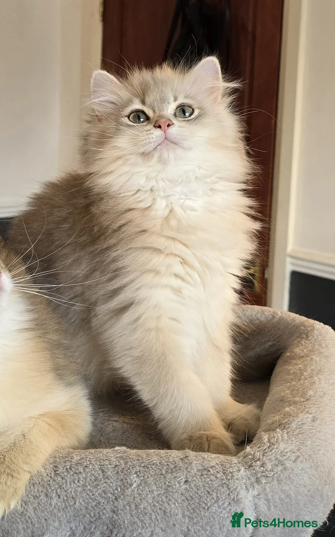 British Longhair cats for sale: Gorgeous British Longhair, last boy Ay11–TICA Reg. - Advert 1