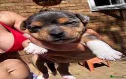 Jack Russell dogs for sale: 💙 miniture JR PUPS 💙 - Image 6