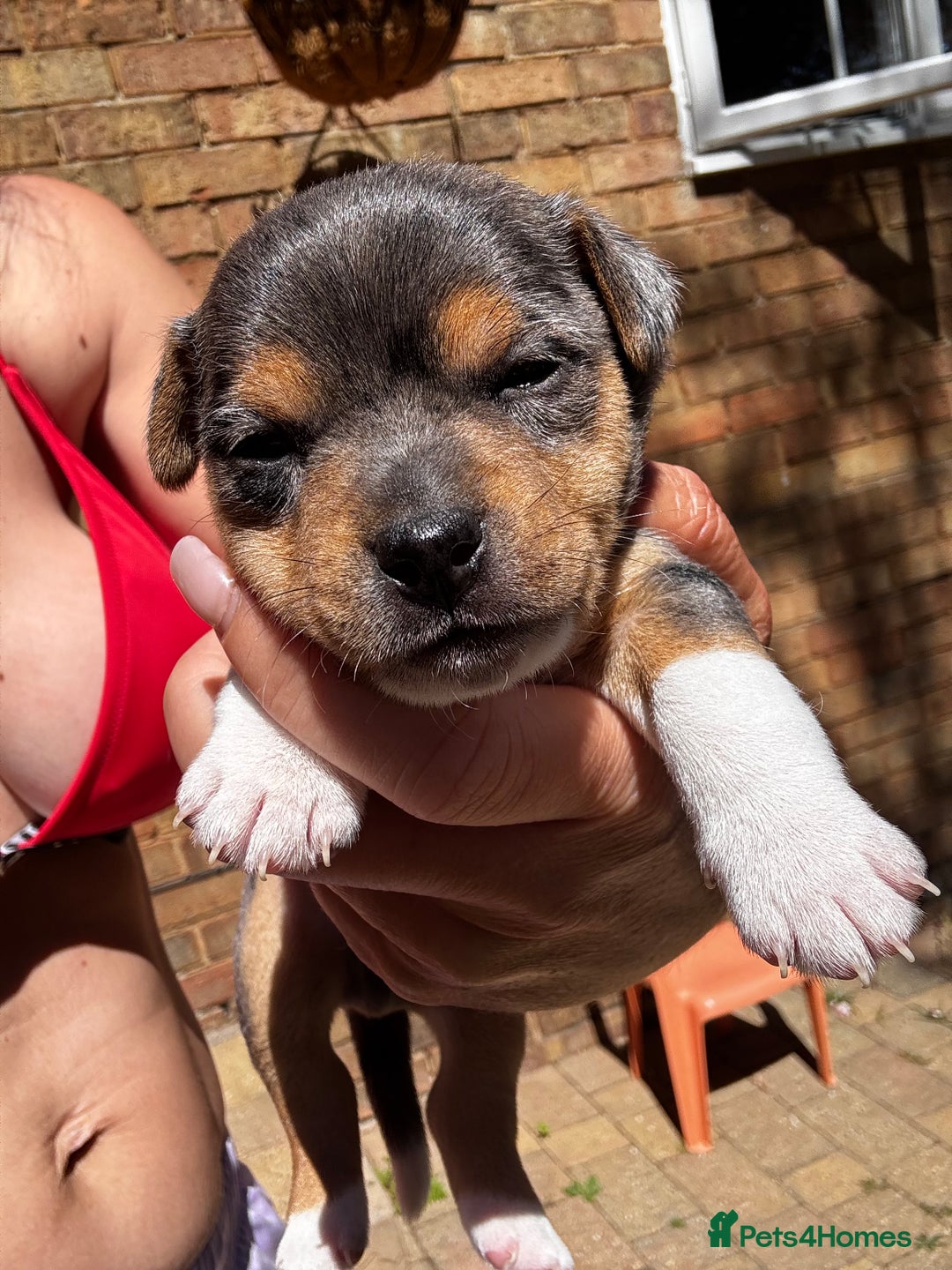 Jack Russell dogs for sale: 💙 miniture JR PUPS 💙 - Image 6