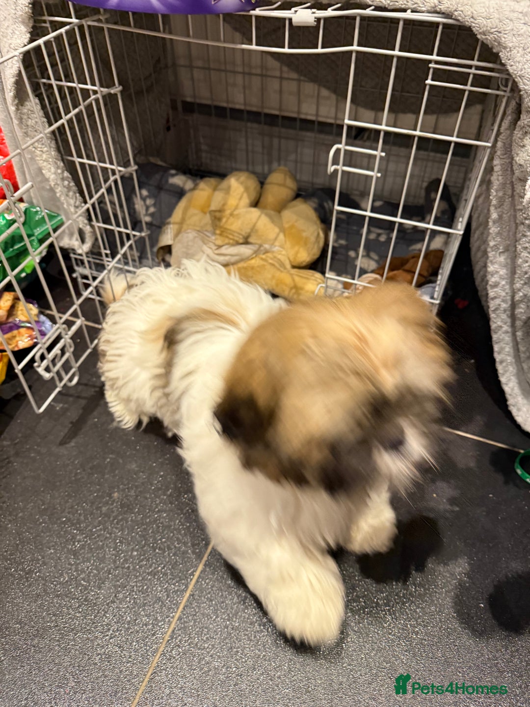 Shih Tzu dogs for sale: Shih Tzu Puppy 4 month old male  - Advert 5