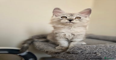 Maine Coon cats - Advert 1