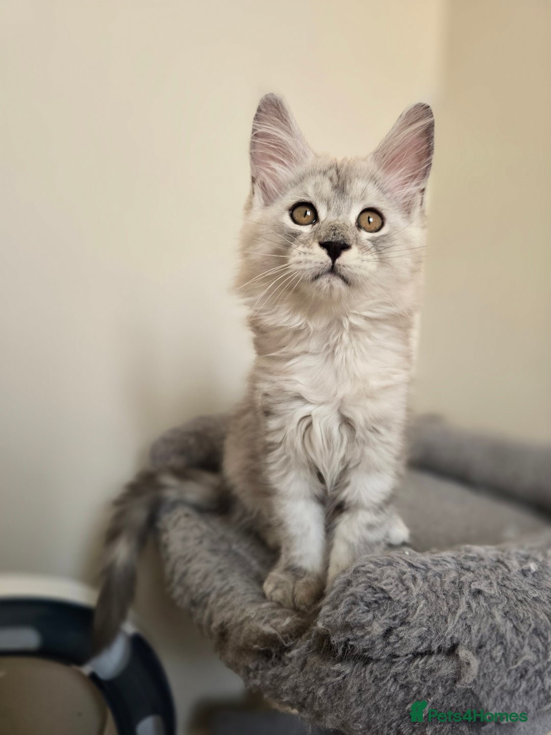 Maine Coon cats for sale: Maine Coon kittens  - Image 3