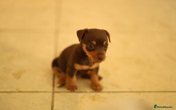 Jack Russell dogs for sale: Beautiful Jack Russell Puppies for sale - Image 10