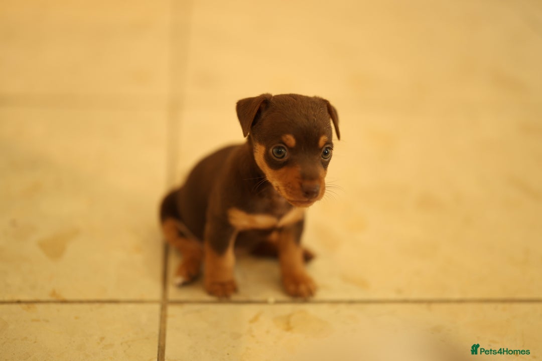 Jack Russell dogs for sale: Beautiful Jack Russell Puppies for sale - Image 10