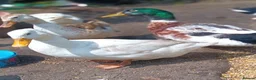 Mixed Breed livestock for sale: Appleyard ducklings - Advert 3