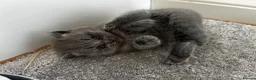 British Shorthair cats for sale: 🐾 Beautiful British Shorthair Girls 🐾 - Advert 16