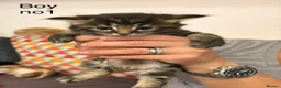 Mixed Breed cats for sale: Mixed Litters  - Advert 5