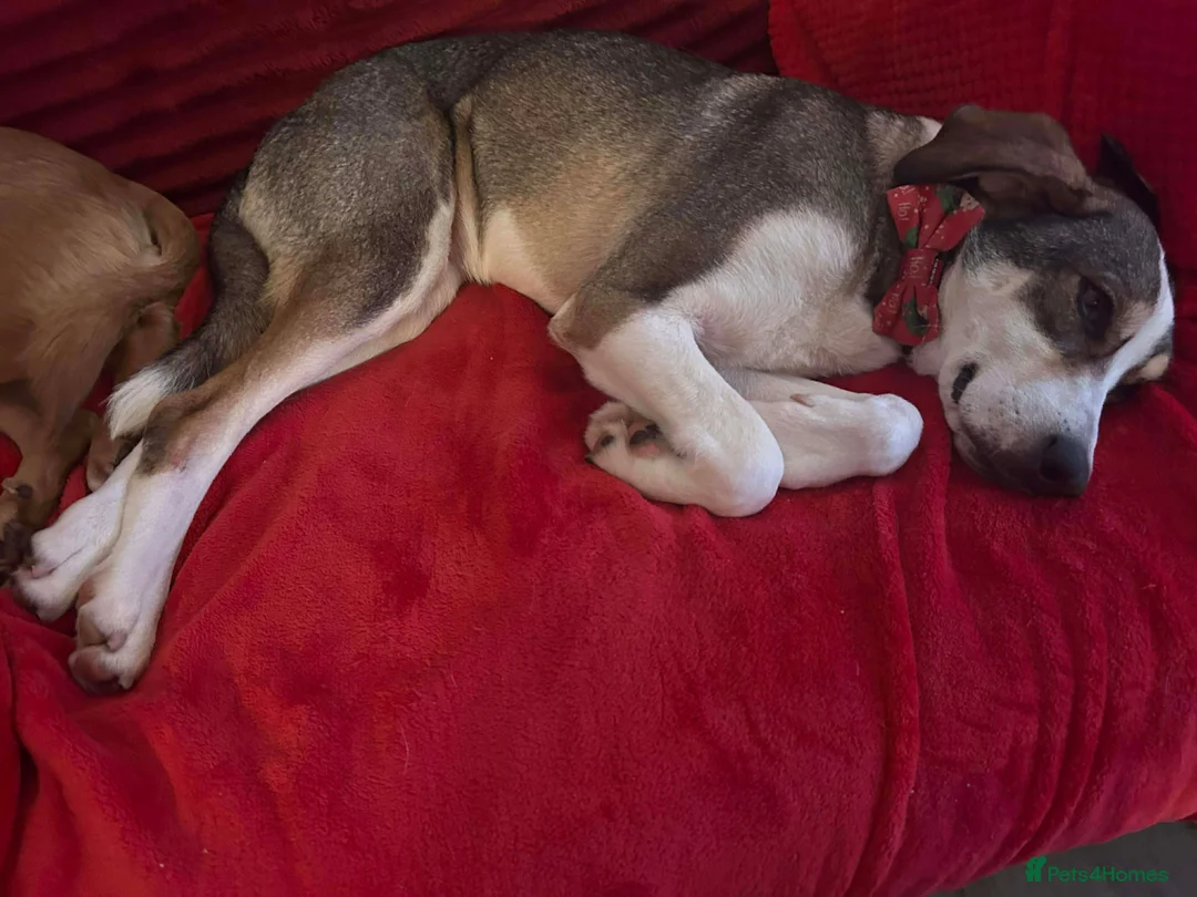 Mixed Breed dogs for adoption: MABEL - RESERVED  - Advert 11