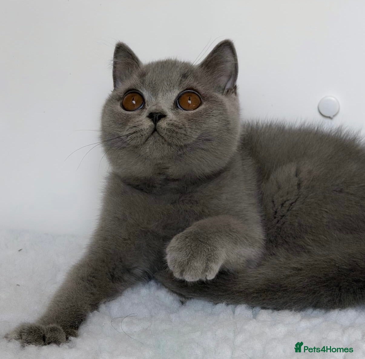 British Shorthair cats ✨ GCCF BEAUTIFUL KITTENS ✨ - Advert 2