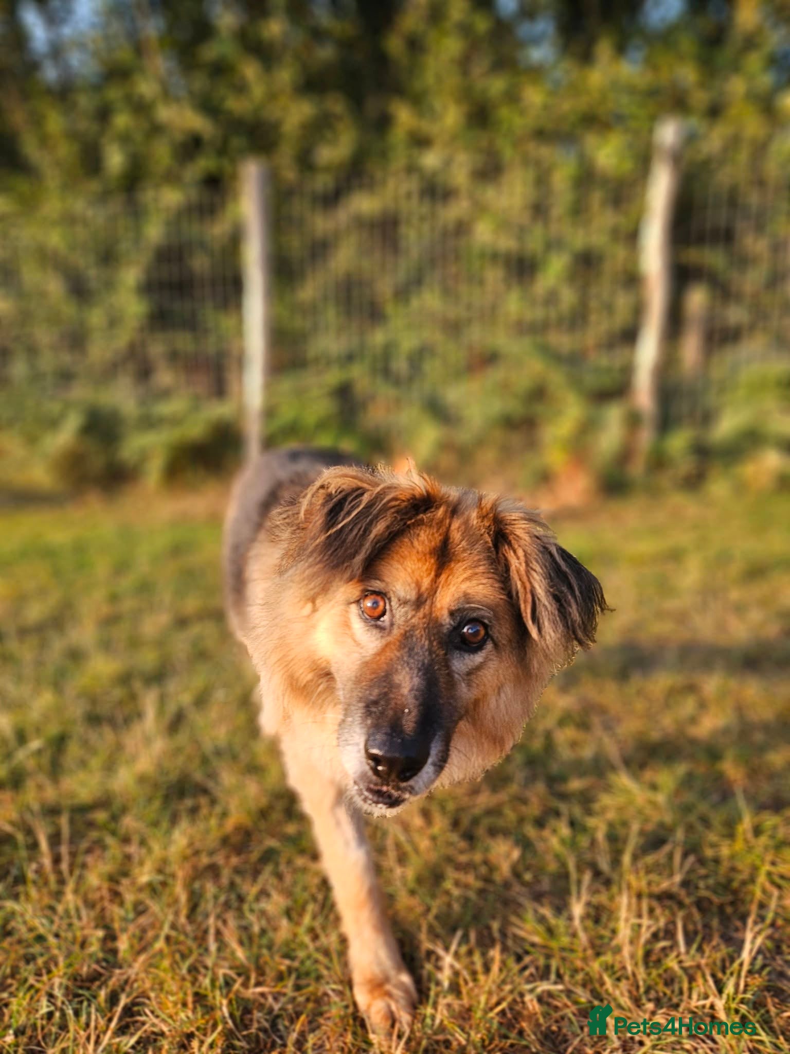 Mixed Breed dogs Jacker for adoption - Advert 2