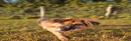 Mixed Breed dogs for adoption: Jacker for adoption in Hastings - Advert 1