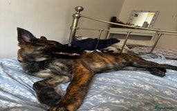 Mixed Breed dogs for sale: Shepherd Mix gorgeous girl for rehoming  - Image 3