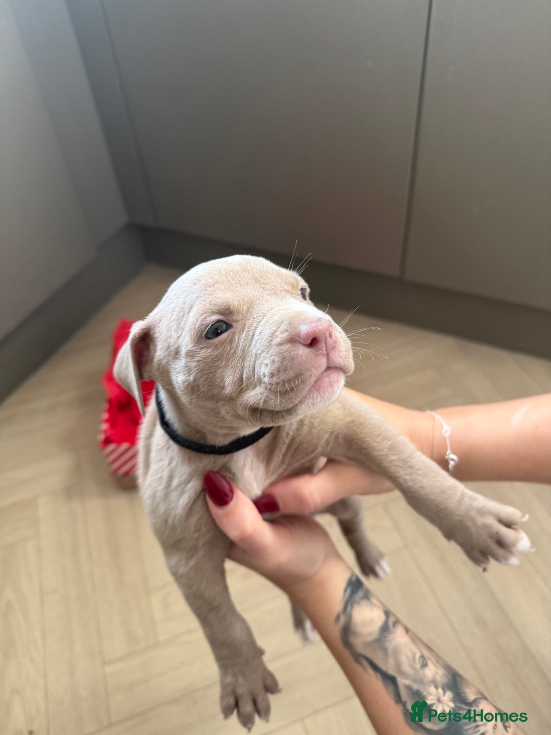 American Bully dogs for sale: 8 gorgeous American Bully pups 🐶 - Advert 2