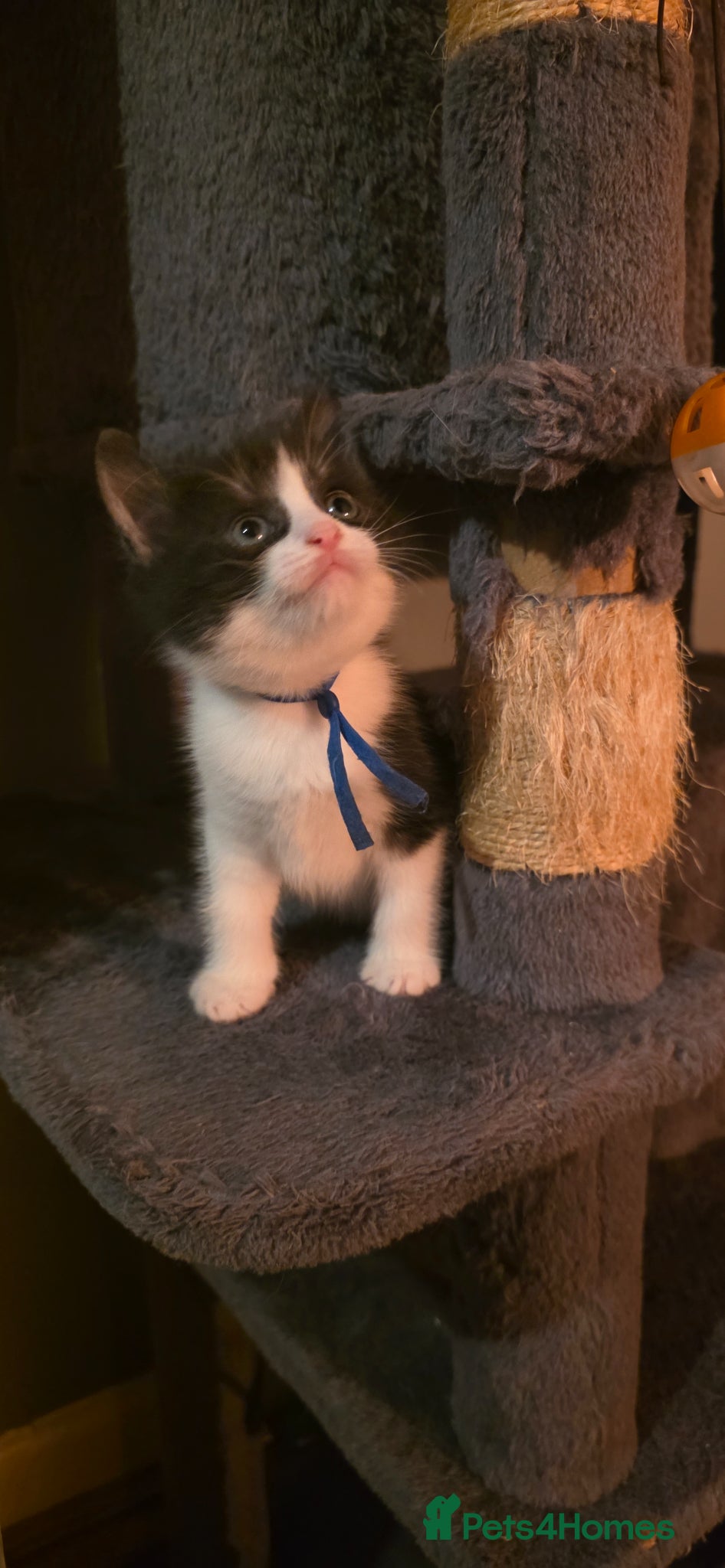 Mixed Breed cats Maincoon x British short hair final reduction!!! - Advert 2