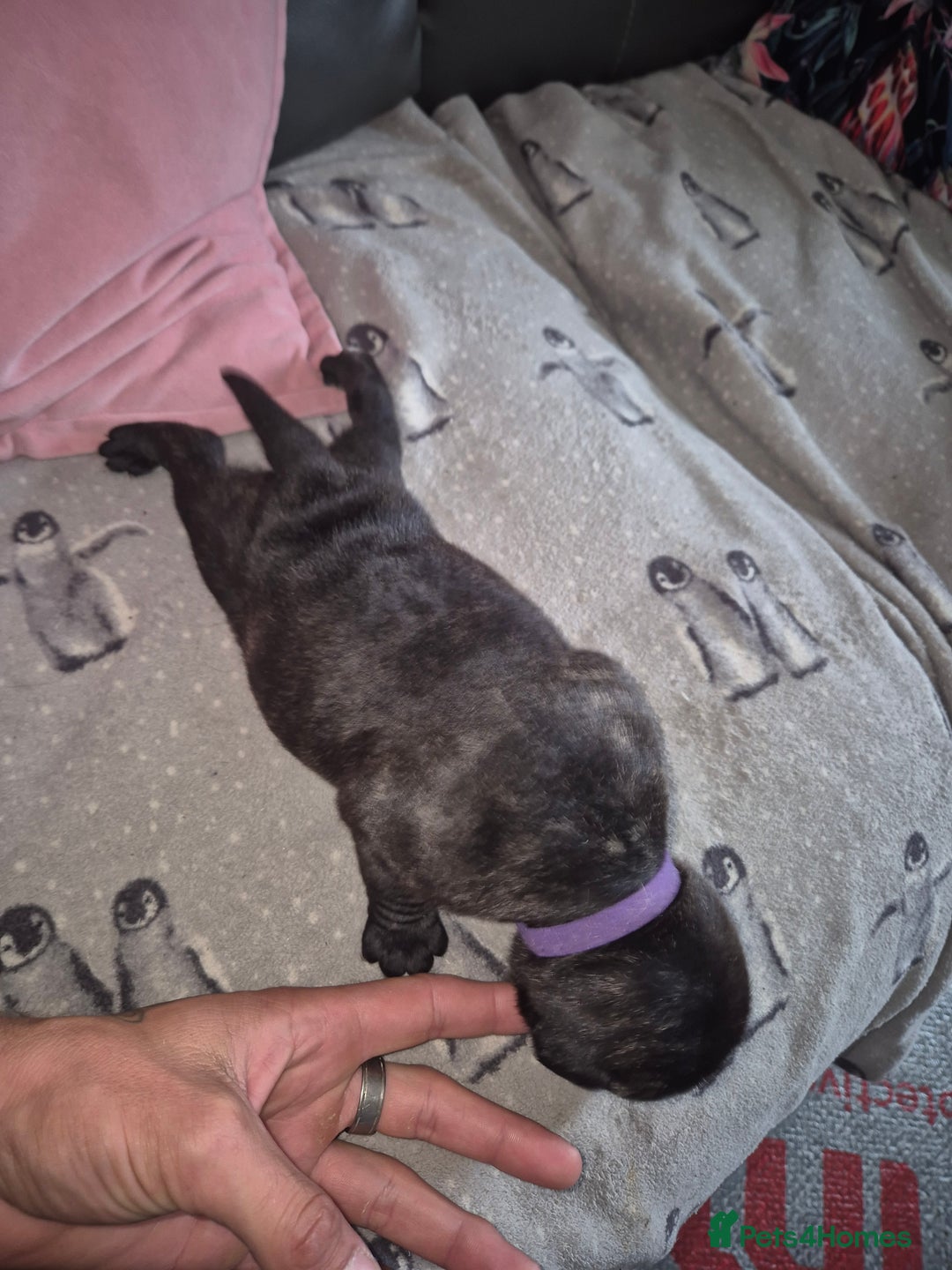Staffordshire Bull Terrier dogs for sale: 2 female staffies  - Image 16