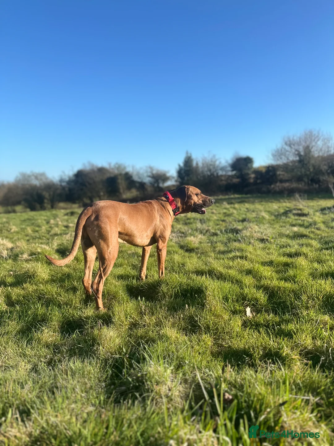 Rhodesian Ridgeback dogs for stud: Maui  in Neath - Advert 3